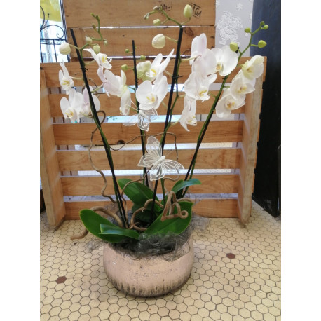 Composition d'Orchidée à partir de 76.00 €. Composition d'Orchidée à partir de 76.00 €.