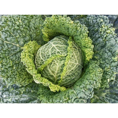 Chou Frisé Vert Chou Frisé Vert