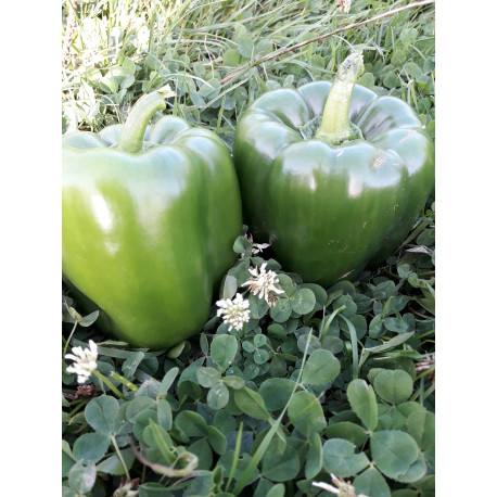 Poivrons Pomme Vert Poivrons Pomme Vert
