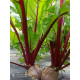 Betteraves Rouges crues