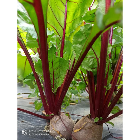 Betteraves Rouges crues Betteraves Rouges crues