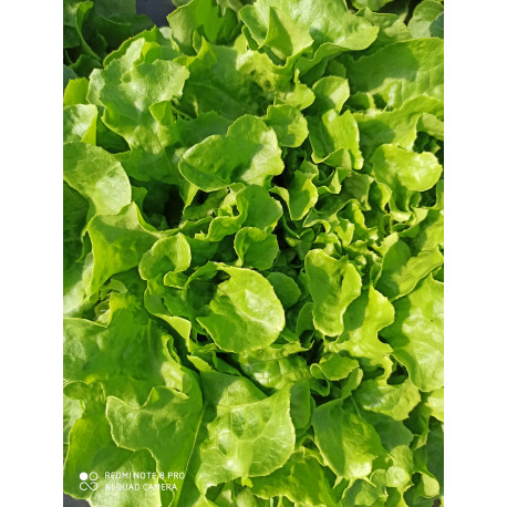 Salade Feuille de Chêne