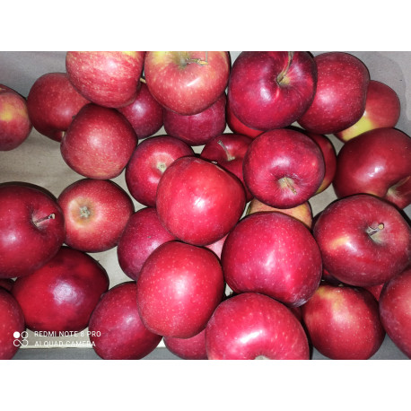 Pomme Jonagold Pomme Jonagold